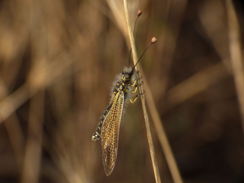 Libelloides longicornis o Libelloides corsicus?  Libelloides corsicus